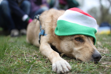 pies w czapce na pikniku © shutterfil77