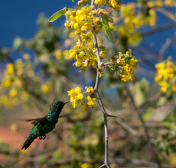 Birds on the yellow blossom