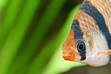 Aquarium fish. Barbus puntius tetrazona