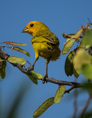 Birds on the yellow blossom