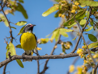Birds on the yellow blossom