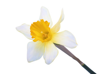 Photo-realistic illustration. Yellow jonquil flower isolated on
