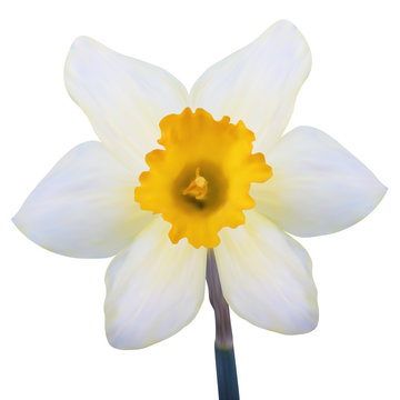 Photo-realistic illustration. Yellow jonquil flower isolated on