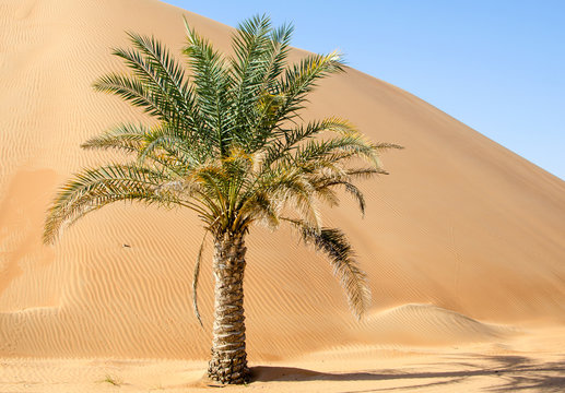 Palm tree in desert Liwa dunes
