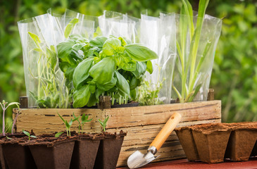 Gartenarbeit, Pflanzen