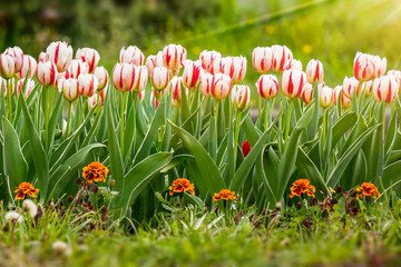 white tulip with stripe on color blurred background in rays