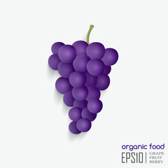 vector illustration of isolated grape.