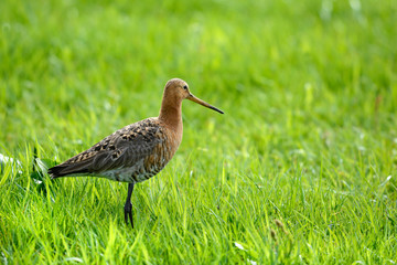 Black tailed Godwit