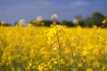 rapeseed flower