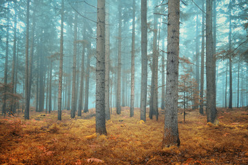 Dreamy conifer forest