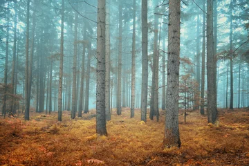 Fotobehang Herfst Dreamy conifer forest