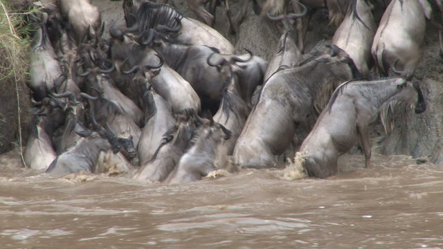 wildebeests stuck n a steep side of the riverbank.