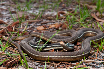 Bluestripe Ribbon Snake