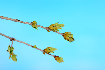 Leaf bud on blue background