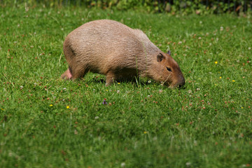 Capybara