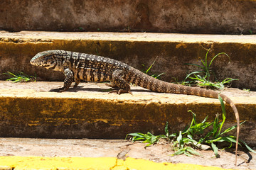 Monitor lizard on stairs looking for camera
