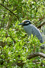Yellow-crowned Night Heron