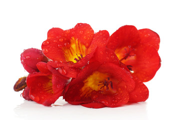 Delicate freesia flower isolated on white