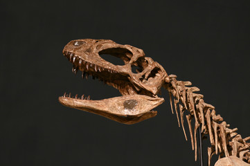 シンラプトル・ドンギ　　-Sinraptor　dongi-