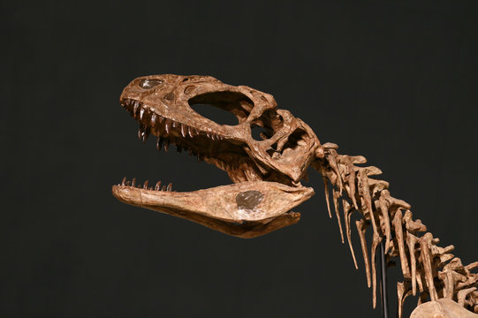 シンラプトル・ドンギ　　-Sinraptor　dongi-