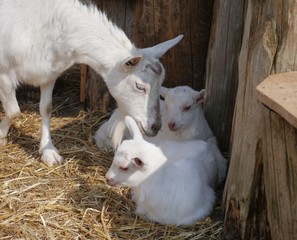 Obraz premium ziegen familie