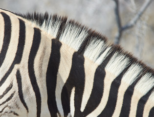 Fototapeta na wymiar Zebra Stripes