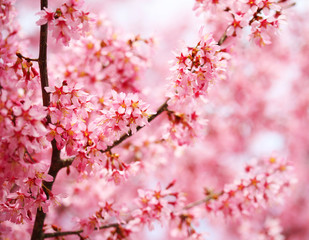 Naklejka premium Cherry Blossom. Sakura in Springtime. Beautiful Pink Flowers