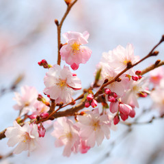Naklejka premium Cherry Blossom. Sakura in Springtime. Beautiful Pink Flowers