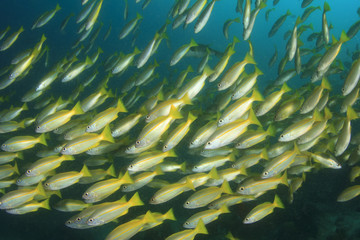 Fototapeta na wymiar Bluelined Snapper fish school