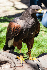 Harris's Hawk