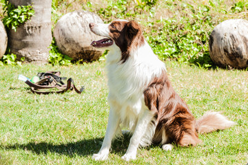Collie