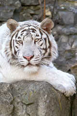 White Bengal tiger