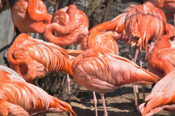 Fototapeta na wymiar Asleep pink flamingos