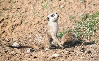 Meerkat