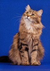 Siberian cat