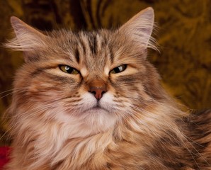 Siberian cat