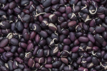 Sprouted black beans