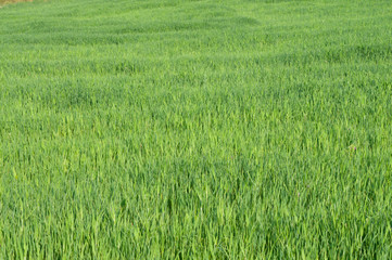 Wheat Field