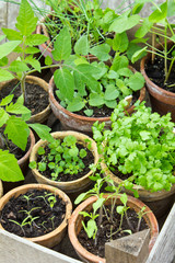 planting