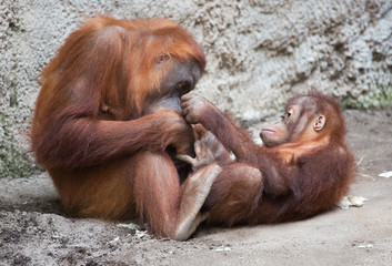 Orang Utan Mutter mit Kind