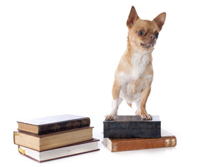 chihuahua and books