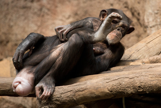 lustiger Schimpanse