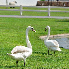 White swan in the garden.