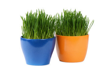 Green grass in pot isolated on white background