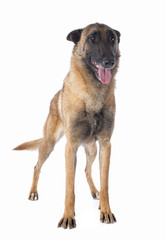belgian shepherd