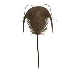 realistic 3d render of trilobite