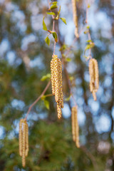 березовые сережки4