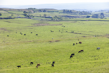 landscape near Hadrian's wall, Northumberland, England