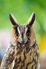 Waldohreule, Asio otus, Porträt dieses Eulen Vogels