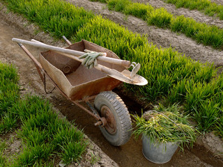 wheelbarrow with tools in a spring garden